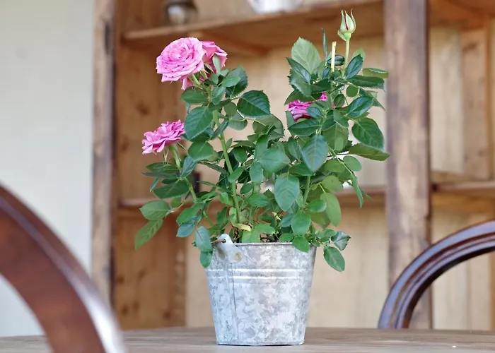 Beb Montefratta Fratta Terme