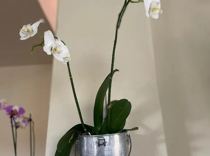 Beb Montefratta Bed & Breakfast Fratta Terme